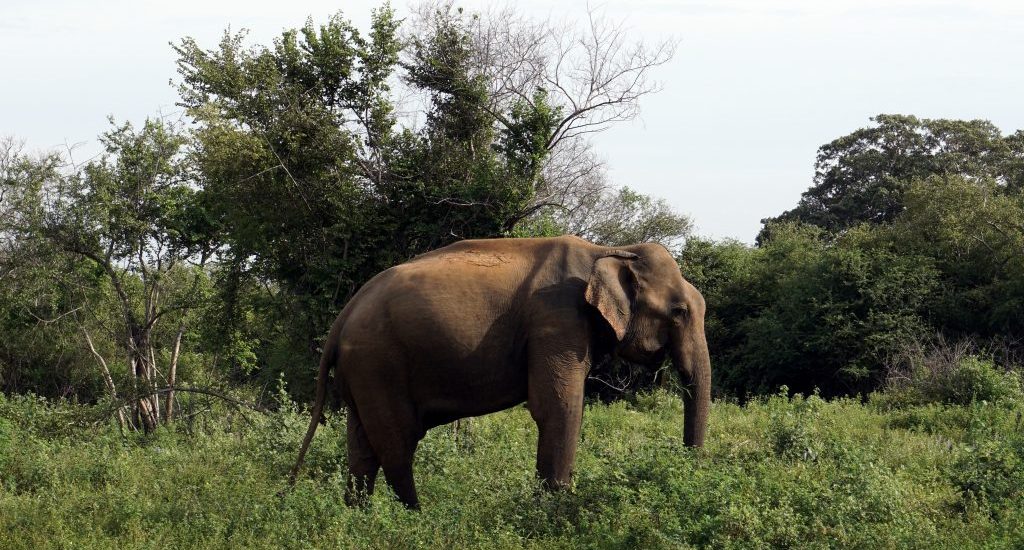 Foto di un elefante nell'Udawalawe National Park, Sri Lanka.
