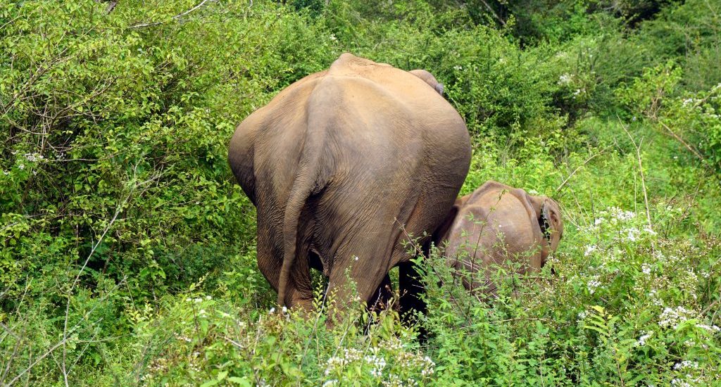 Foto del didietro di due elefanti nell'Udawalawe National Park, Sri Lanka.