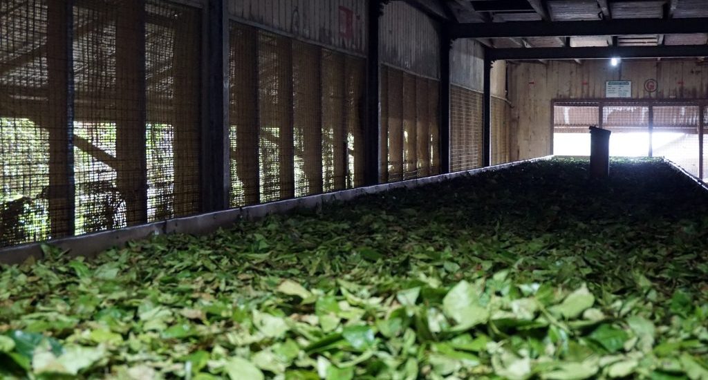 Foto di foglie di tè a essiccare in una fabbrica di tè in Sri Lanka.