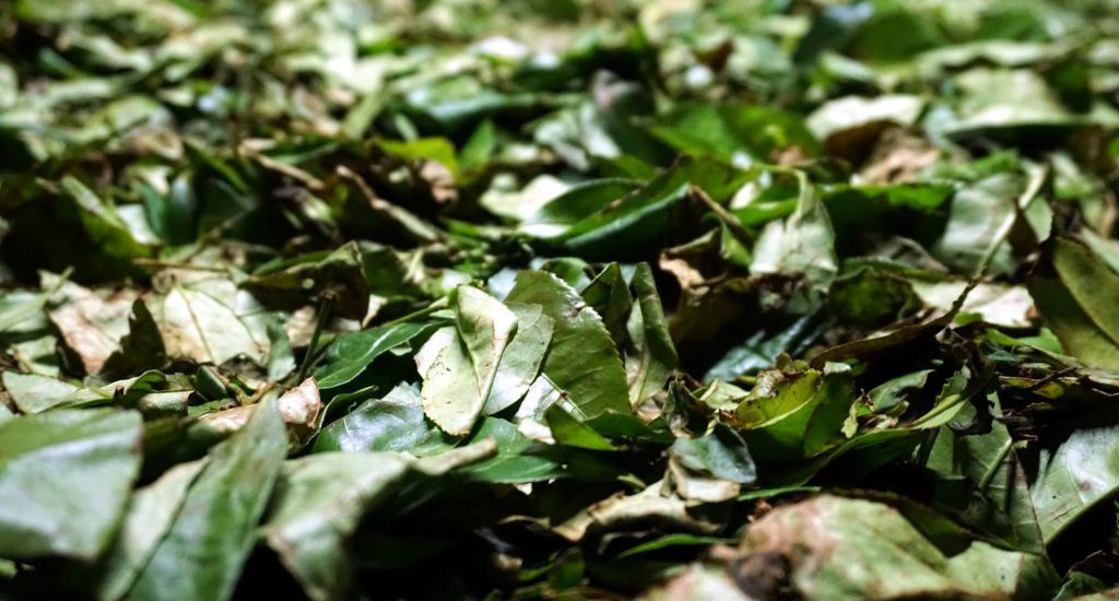 Foto di foglie di tè in un essiccatoio in Sri Lanka.
