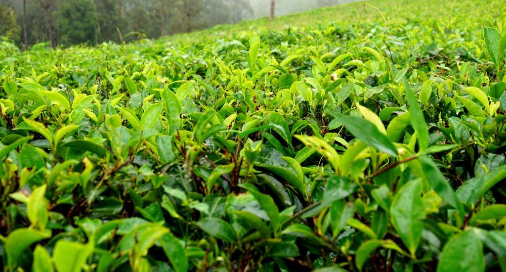 Foto delle foglie di tè in una piantagione in Sri Lanka.