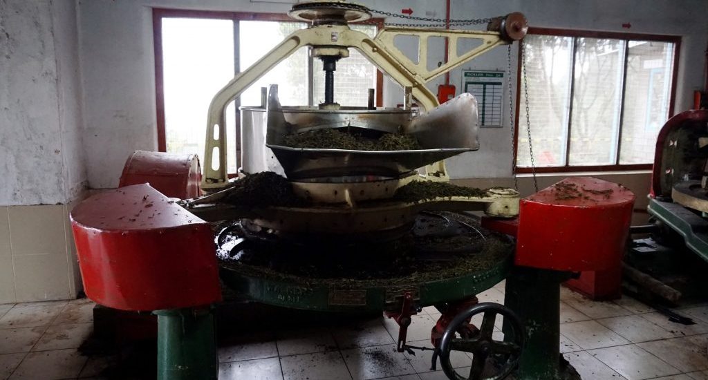 Foto della macchina per arrotolare le foglie di tè in una fabbrica in Sri Lanka.
