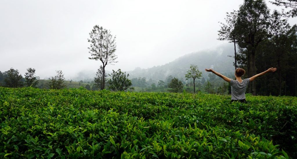 Foto di una piantagione di tè in Sri Lanka.