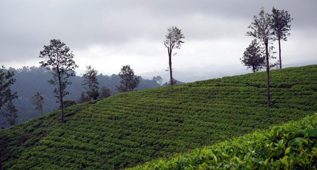 Piantagione di tè a Bandarawela, Sri Lanka.