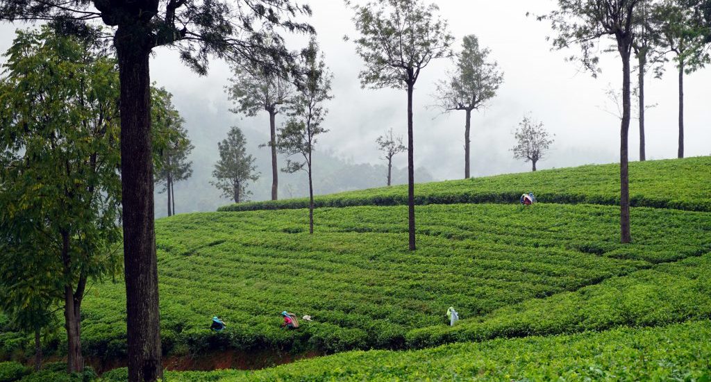 Foto di raccoglitrici di tè in una piantagione di Bandarawela, Sri Lanka.