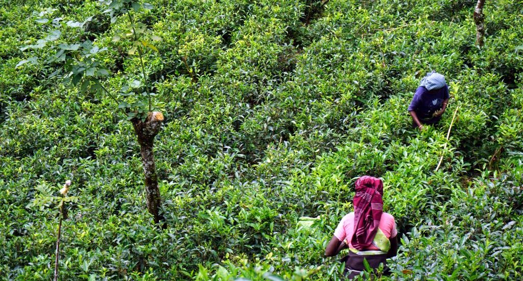 Raccoglitrici di tè a Bandarawela, Sri Lanka