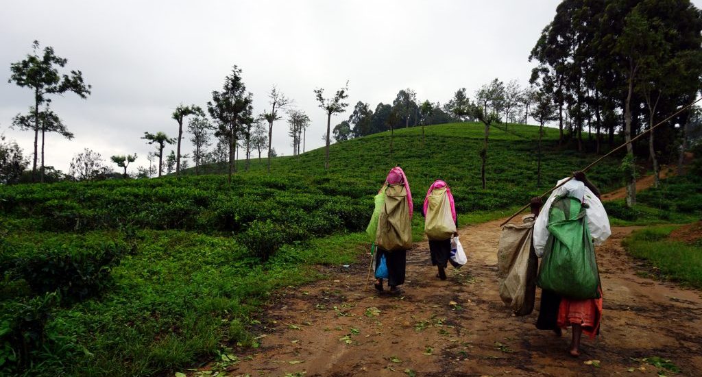 Foto di tre raccoglitrici di tè in Sri Lanka.