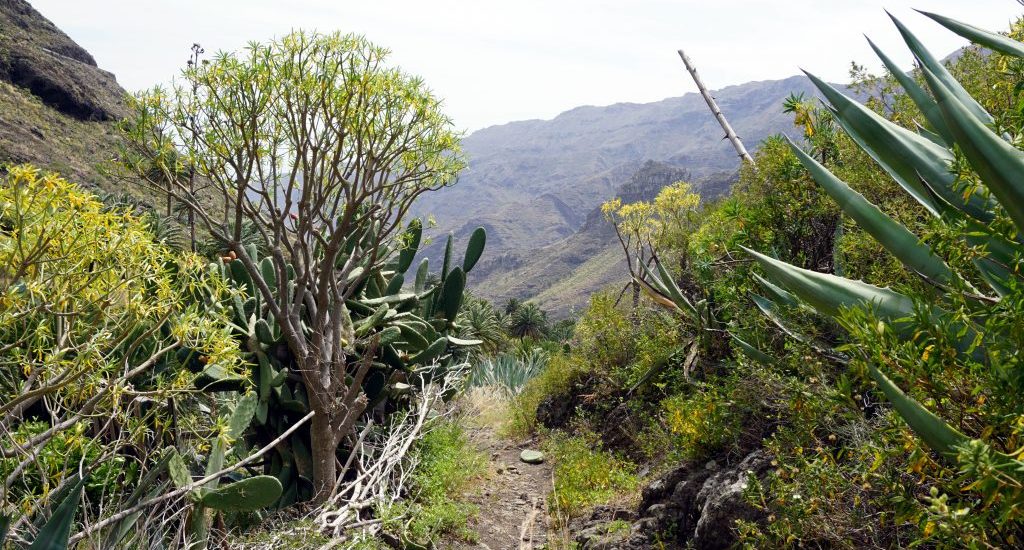 Foto di un sentiero per fare trekking a La Gomera.