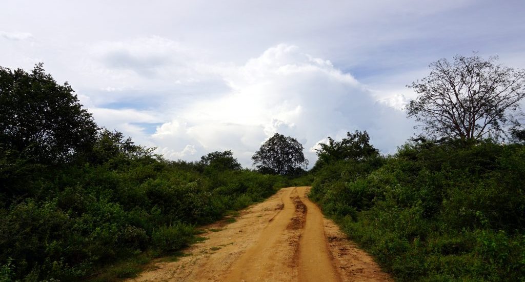 Foto di una strada sterrata nell'Udawalawe National Park, Sri Lanka.
