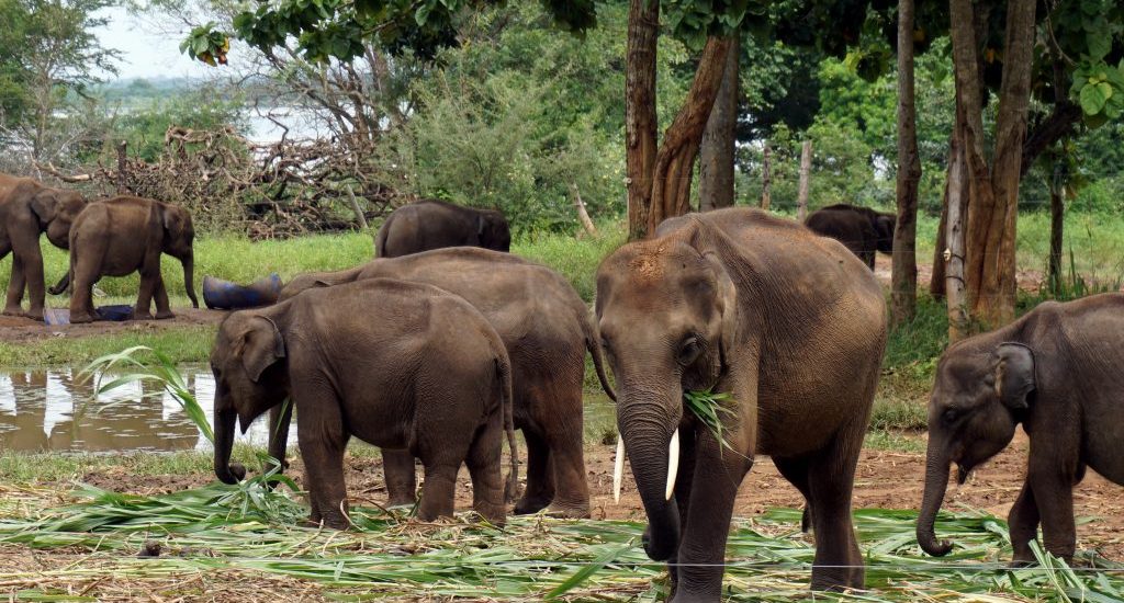 Foto di elefantini nell'Udawalawe Elephant Transit Home.