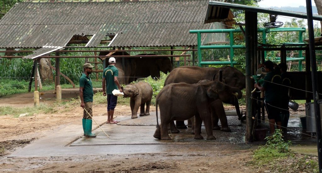 Foto di elefantini nell'Udawalawe Elephant Transit Home.