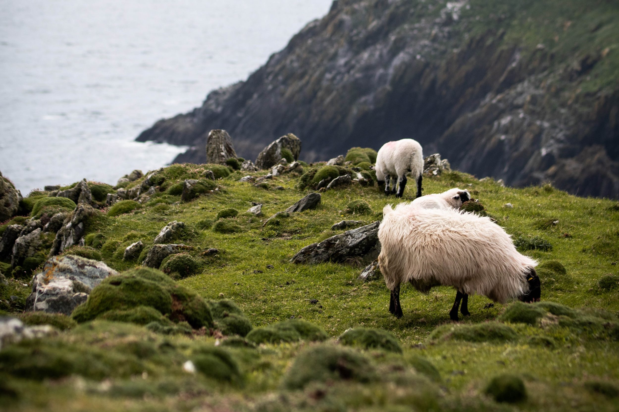 Foto di alcune pecore, Irlanda.
