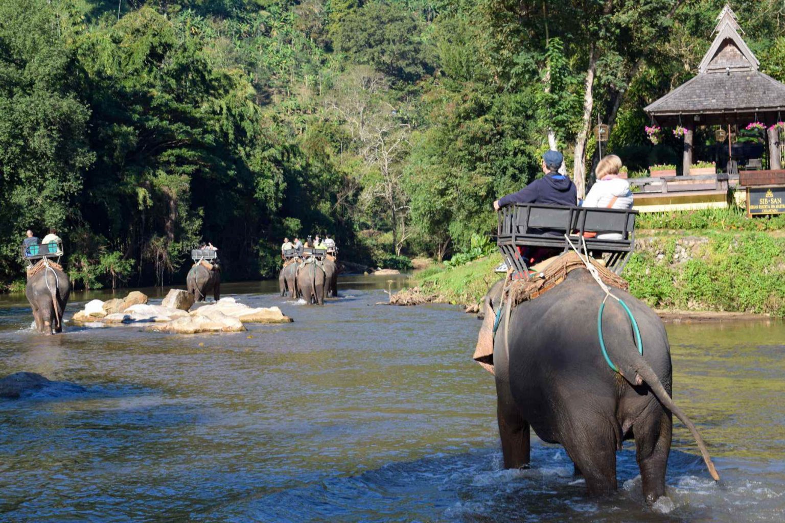 Foto degli elefanti a Chiang Mai, Thailandia.