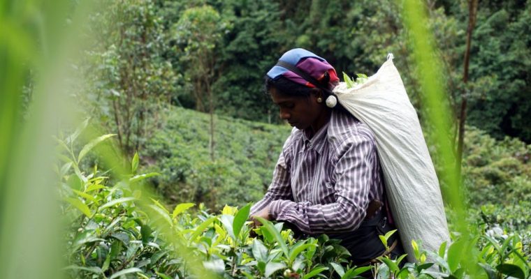 Visitare le piantagioni di tè in Sri Lanka