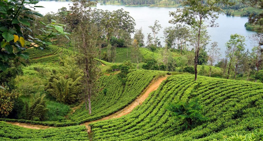 Foto di una piantagione di tè, Sri Lanka.