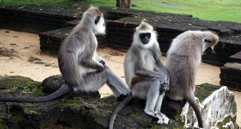 Foto di alcune scimmie, Sri Lanka.