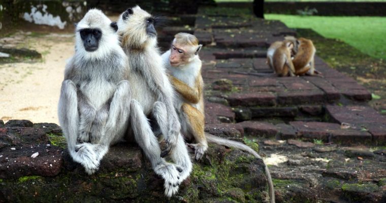 Sri Lanka – Le rovine e le scimmie di Polonnaruwa