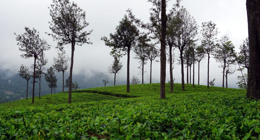 Foto delle verdissime piantagioni di tè a Bandarawela, Sri Lanka.