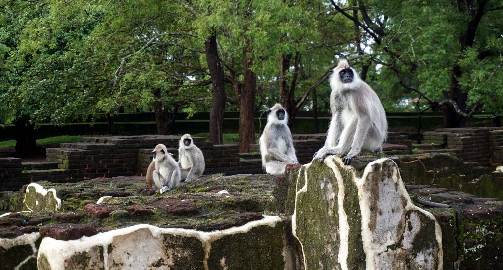 Foto di scimmie tra e rovine di Polonnaruwa.