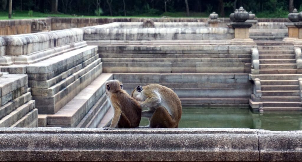 Scimmie rovine Anuradhapura