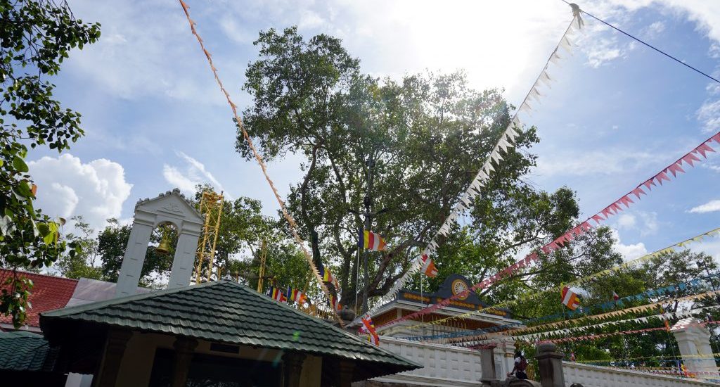 Sri Maha Bodhi Anuradhapura