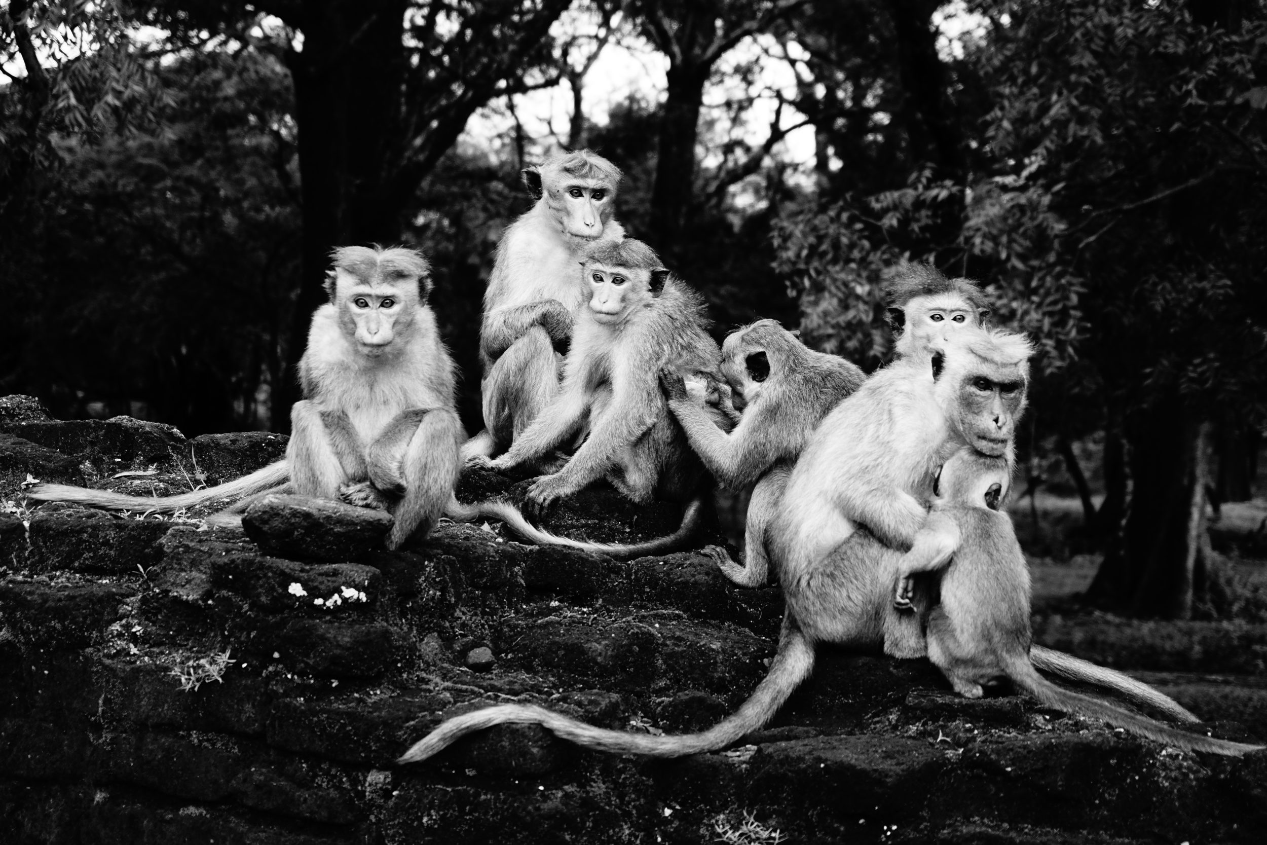 Scimmie Sri Lanka