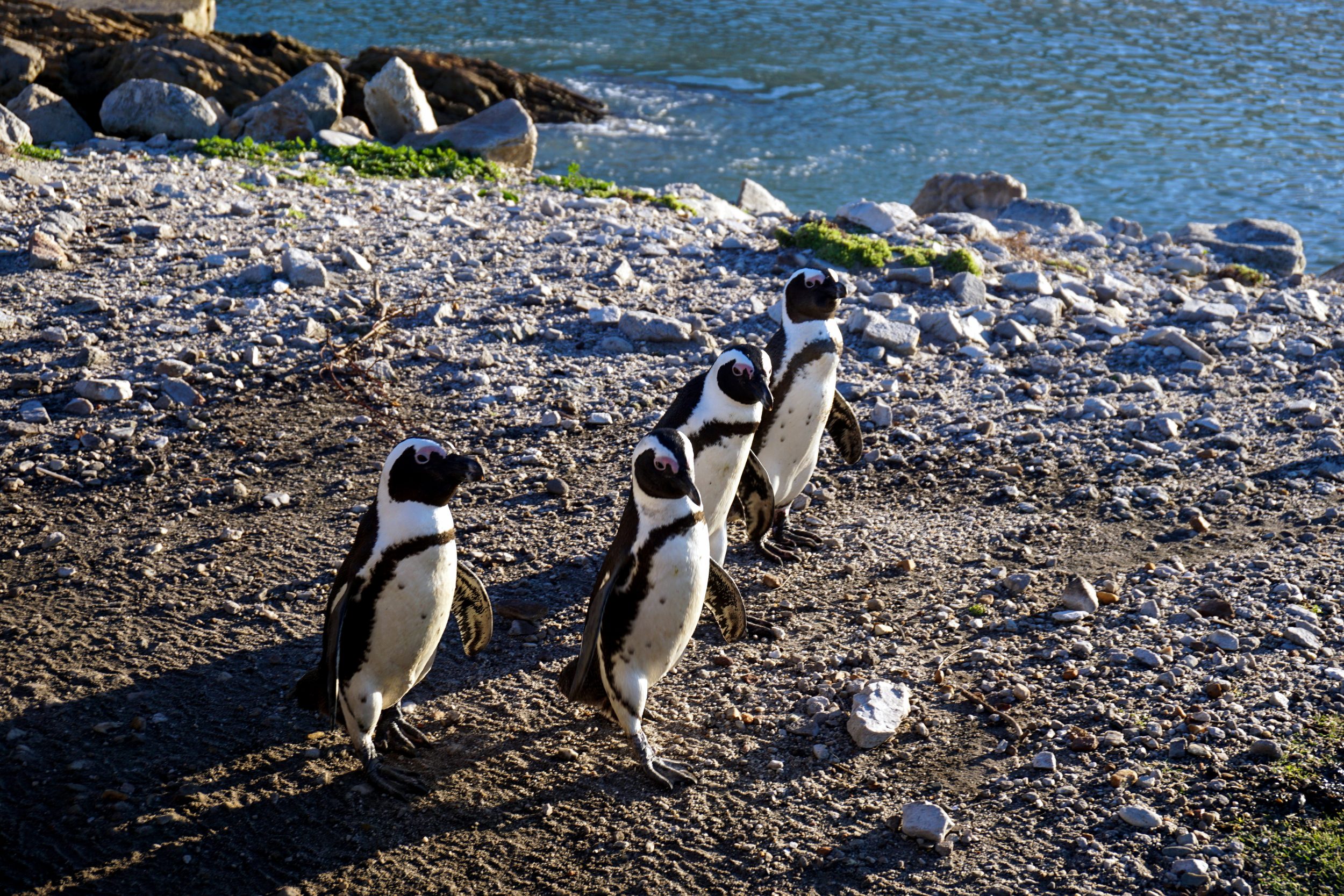 Pinguini Betty's Bay Sudafrica