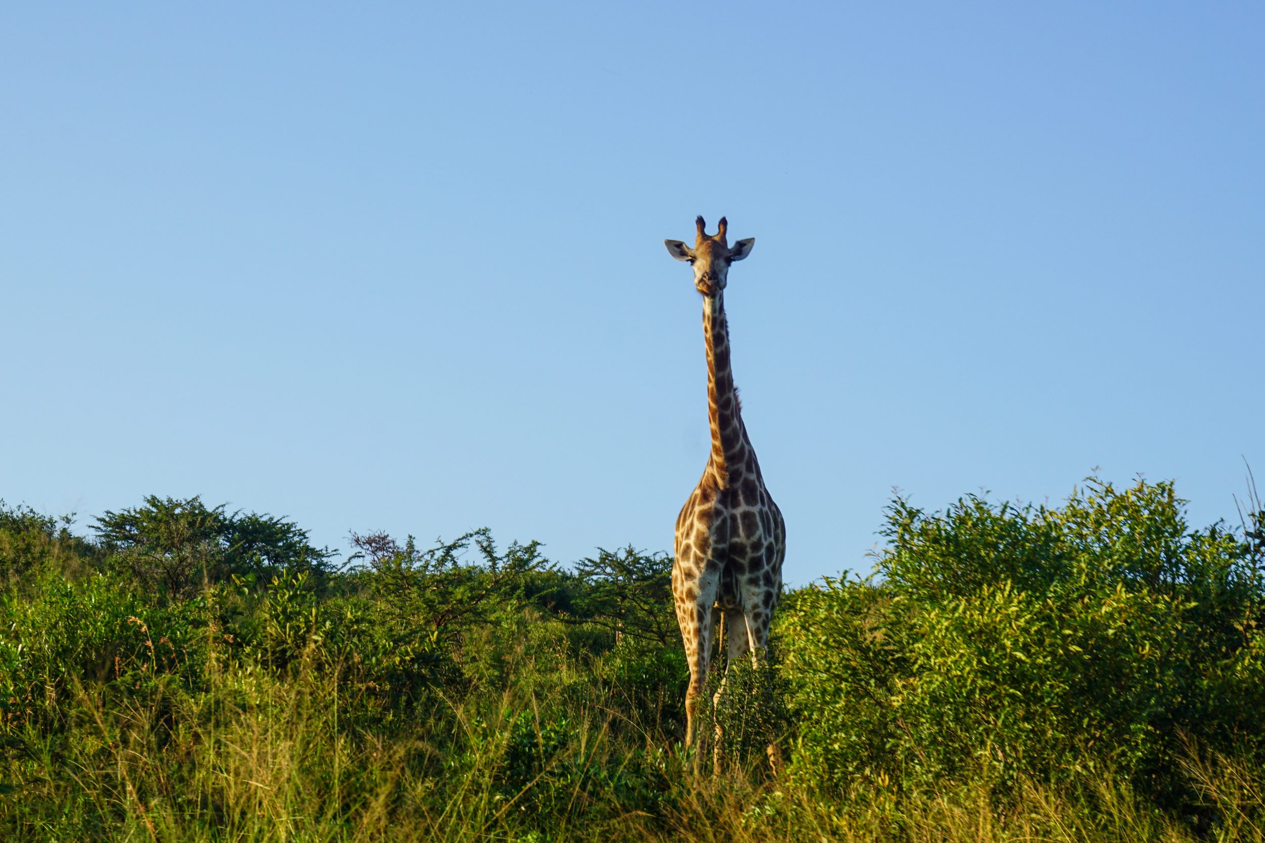 Sudafrica safari giraffa