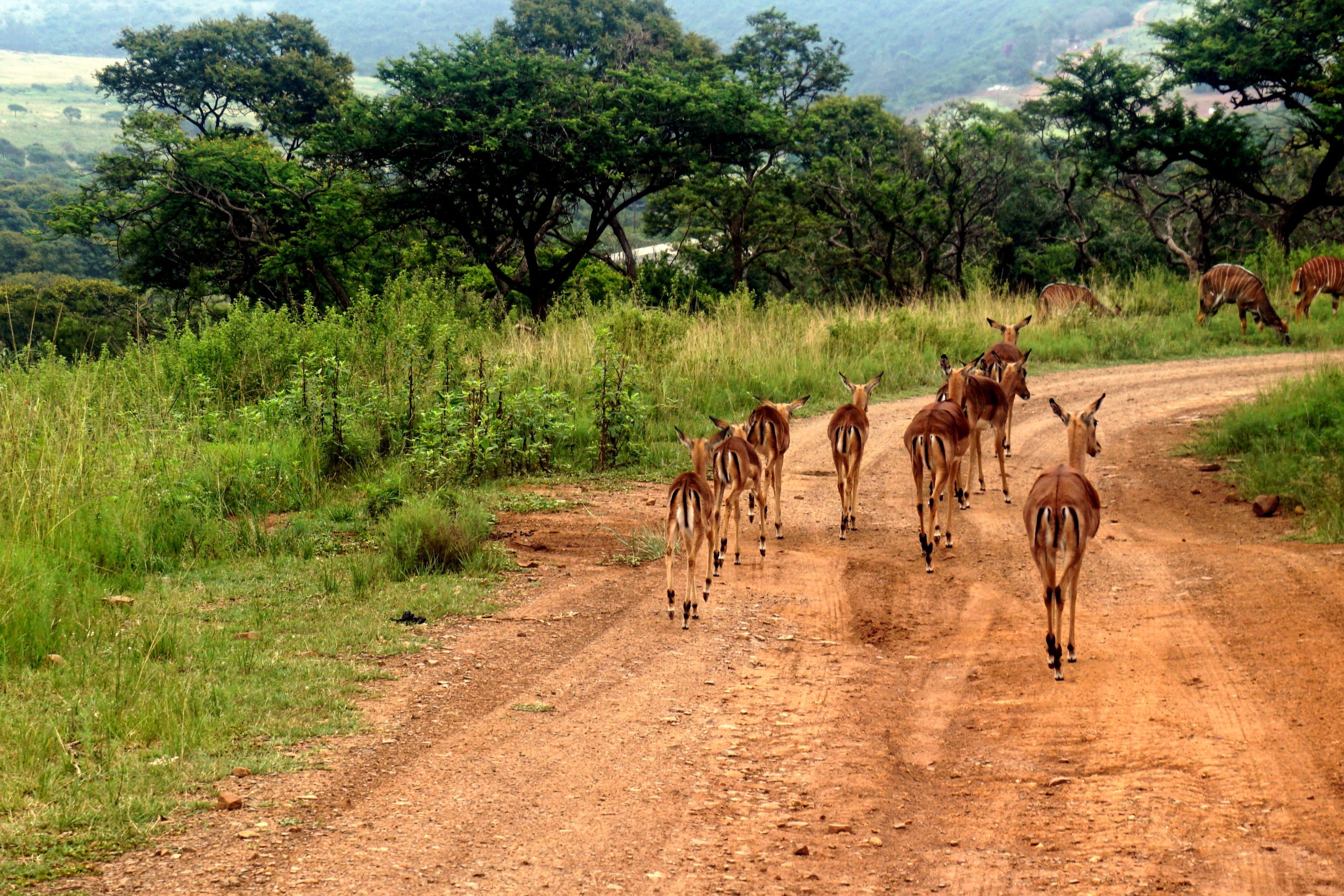 Sudafrica safari impala