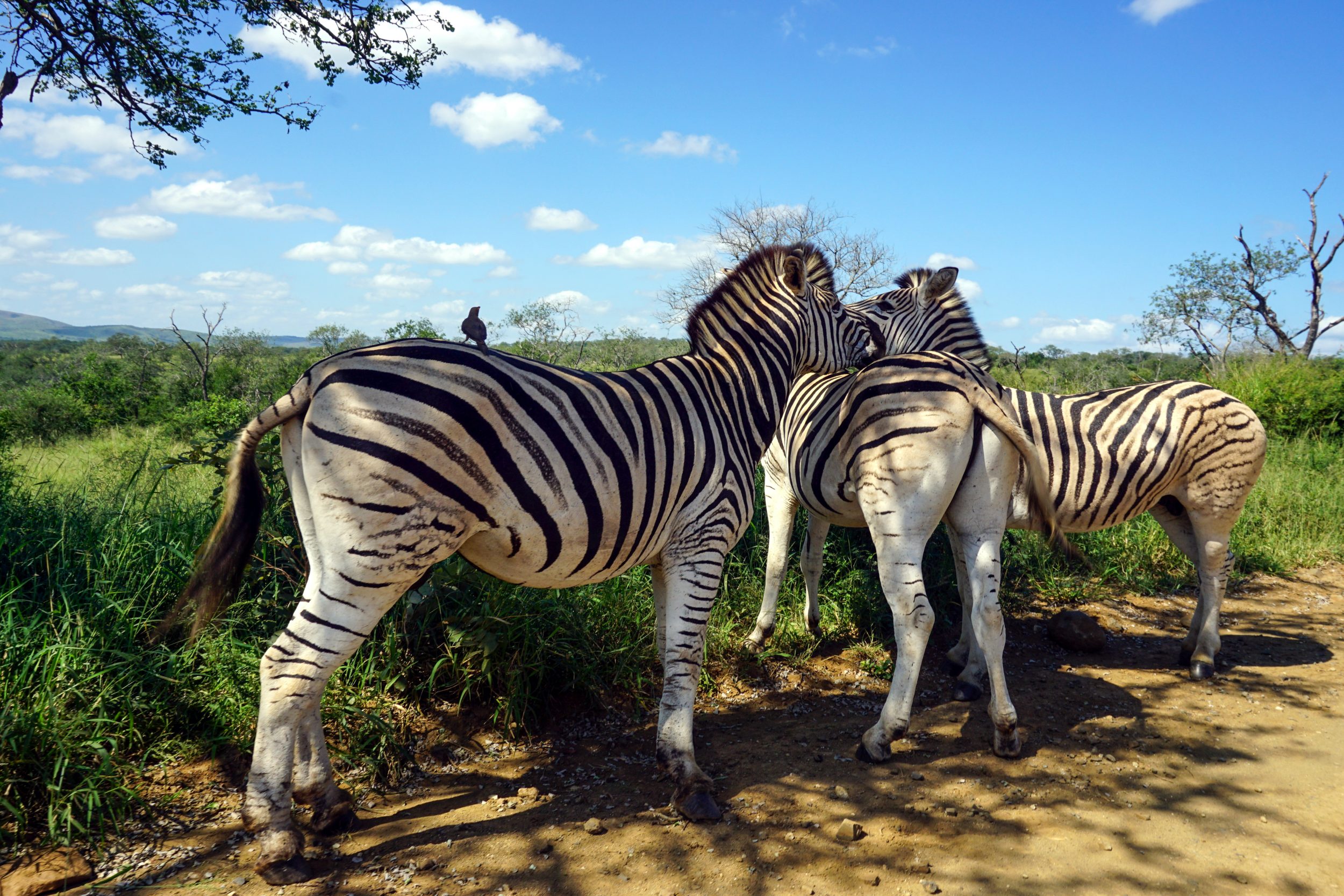Sudafrica safari zebre