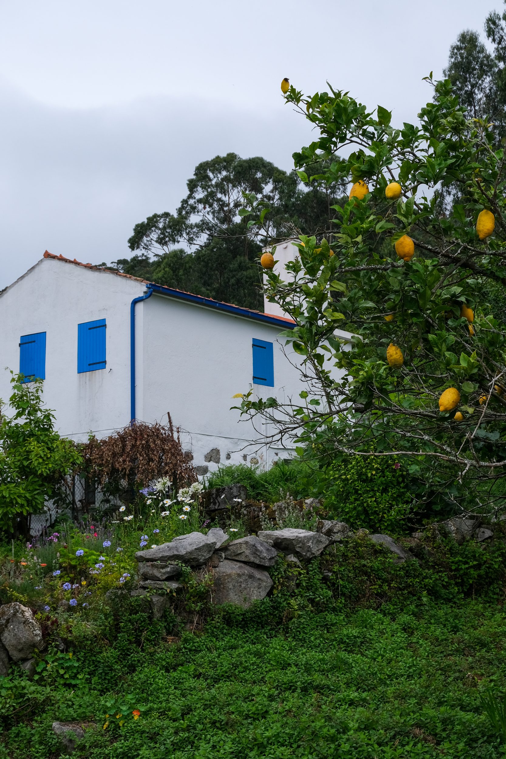 Limoni cammino portoghese